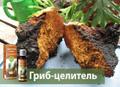 БЕРЕЗОВАЯ ЧАГА ГРИБ (лечебный чай) Доставка почтой